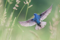 Tree Swallow