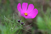 October Wildflower in Pennsylvania