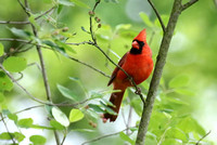 Cardinal