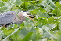 Great Blue Heron with Fish