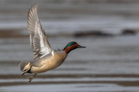 Green-winged Teal in Flight