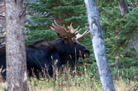 Bull Moose- Colorado