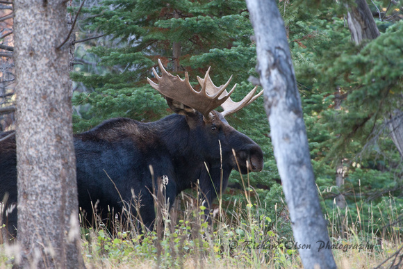 Bull Moose- Colorado