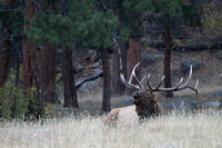 Bull Elk- Colorado