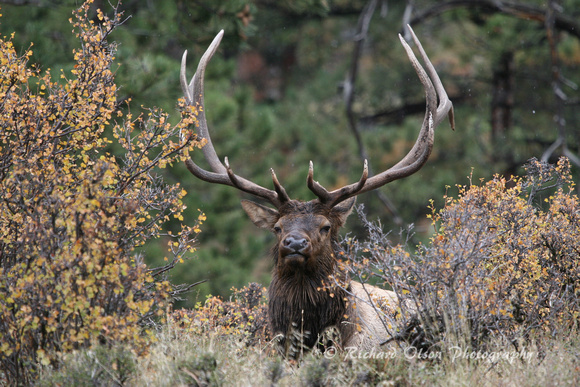 Bull Elk- Colorado