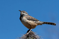 Cactus Wren