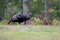 Eastern Wild Turkey