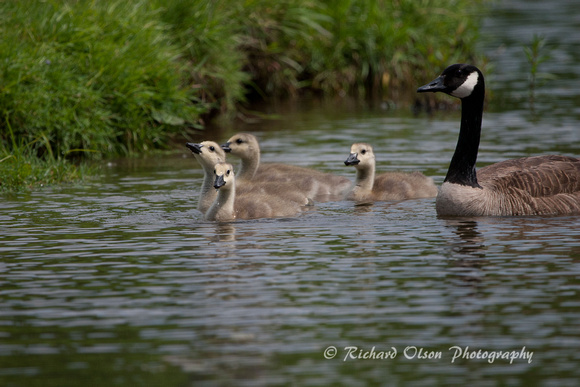 Canada Goose Goslings