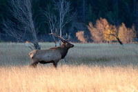 Bull Elk- Colorado