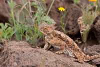 Horned Lizard -Arizona