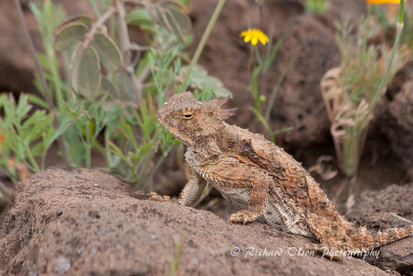 Horned Lizard -Arizona