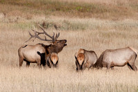 Bull Elk with Harem- Colorado