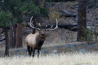 Bull Elk- Colorado