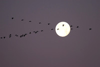 Sandhill Cranes