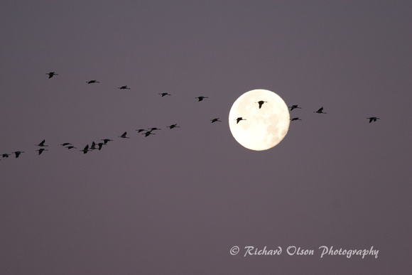 Sandhill Cranes