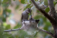 Hummingbird feeding young