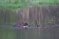 Beaver- Western New York State