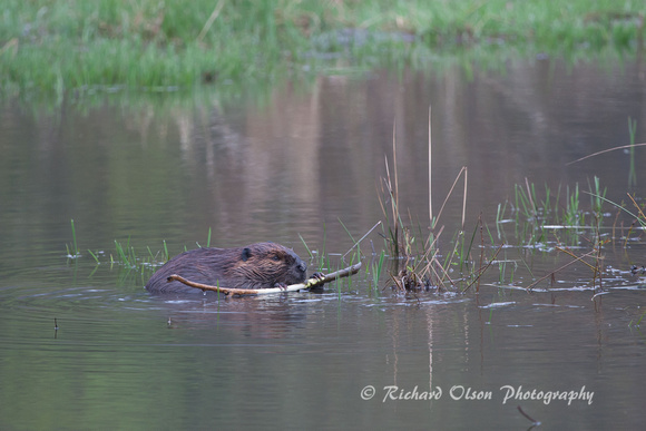 Beaver- Western New York State