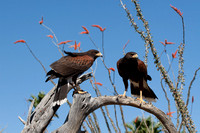 Harris Hawks