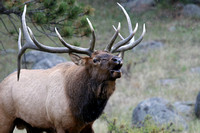 Bugling Elk- Colorado