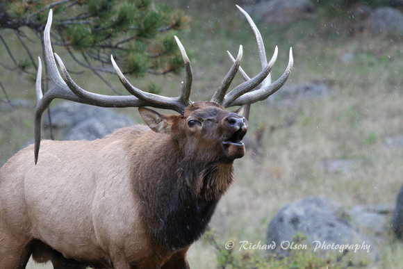 Bugling Elk- Colorado