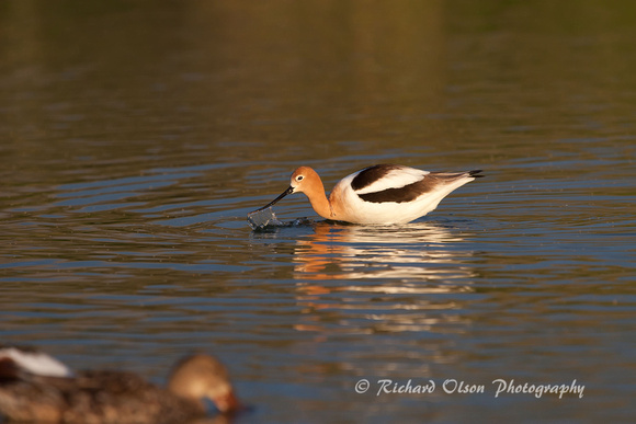 American Avocet