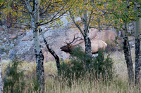 Elk- Colorado