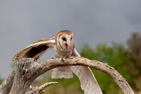 Barn Owl