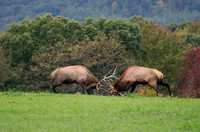 Battling Elk- Pennsylvania