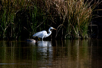 Great Egret