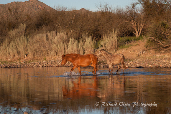 Wild Horses in Salt River-Arizona