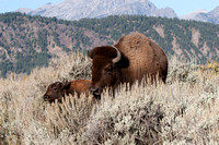 Bison- Grand Tetons