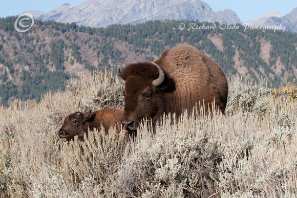 Bison- Grand Tetons