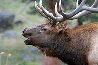 Bull Elk Colorado