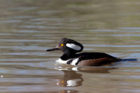 Male Hooded Merganser