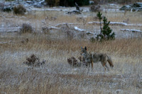 Coyote- Colorado