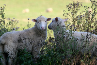 Sheep- Western NY State