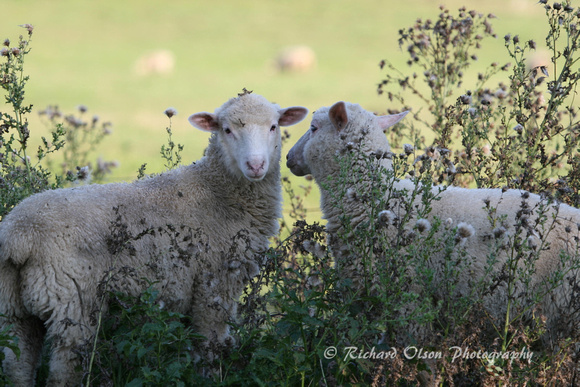 Sheep- Western NY State