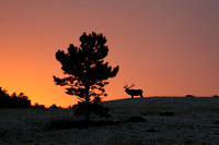 Sunrise Elk- Colorado