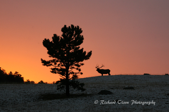 Sunrise Elk- Colorado