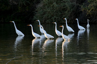 Great Egrets