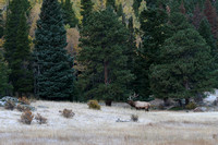 Elk and Aspens- Colorado