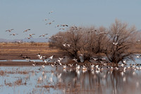 Snow Geese