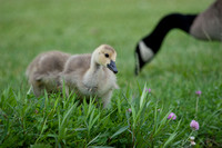 Canada Goose Goslings