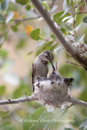 Hummingbird feeding young