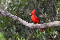 Cardinal- Arizona