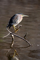 Green Heron