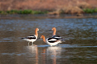 American Avocets