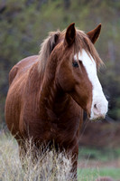 Wild Horse Portrait-Arizona