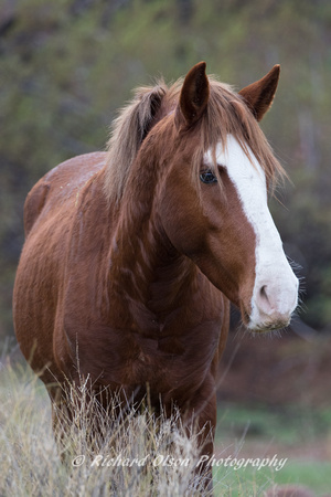 Wild Horse Portrait-Arizona